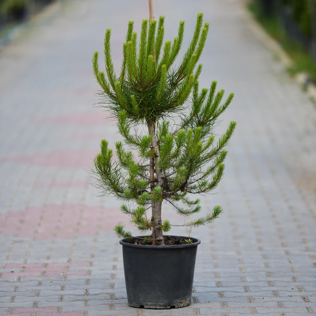 Pinus pinea - Fıstık Çamı