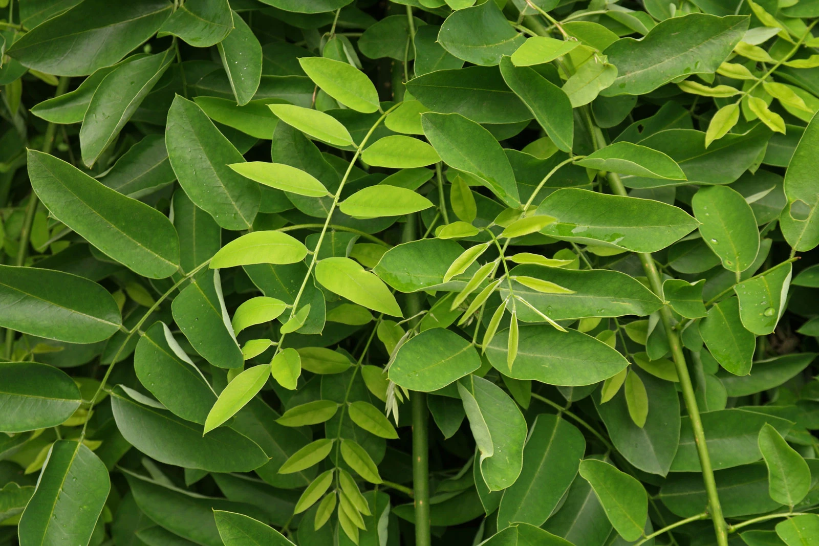 Sophora japonica Pendula - Ters Sofora