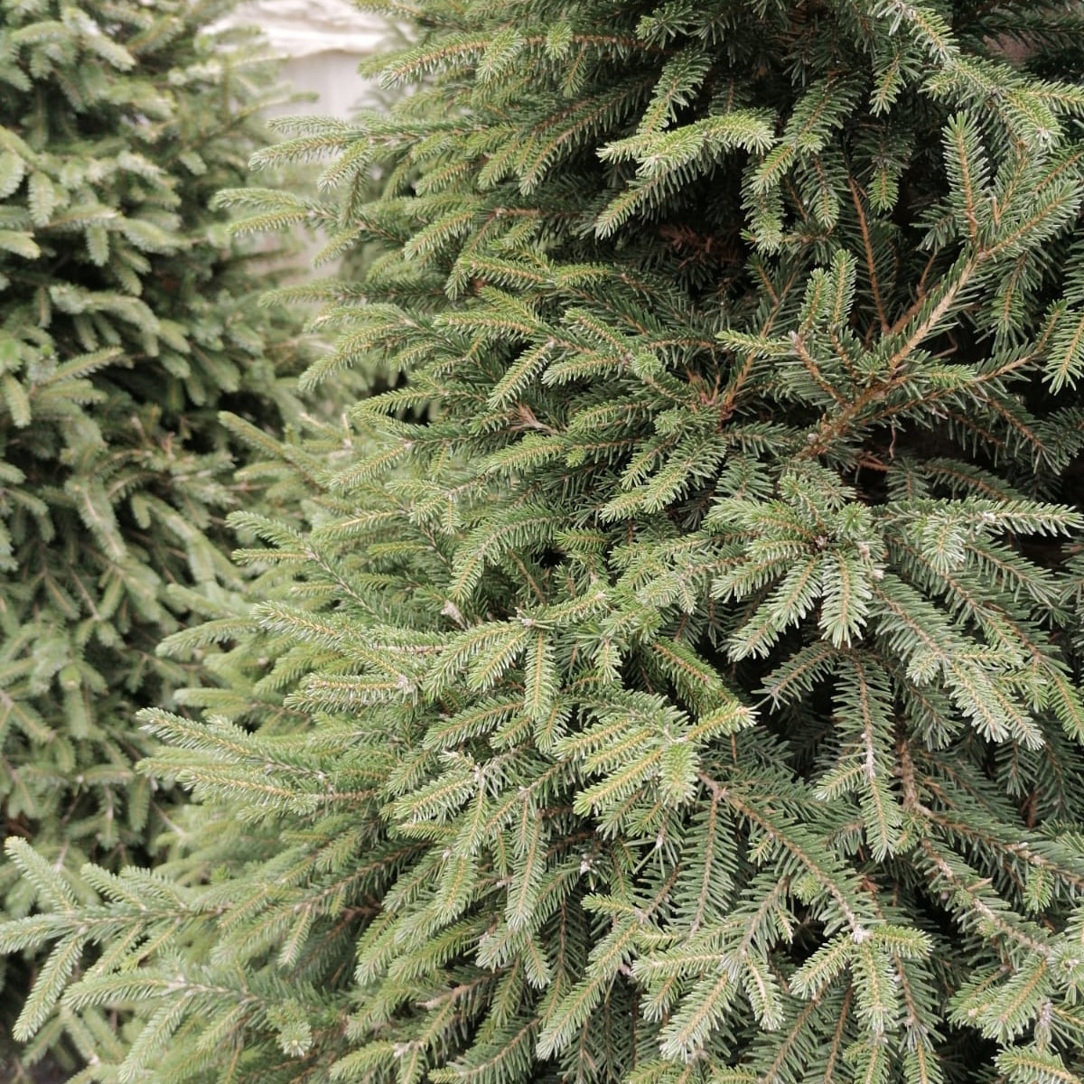 Picea abies - Batı Ladini