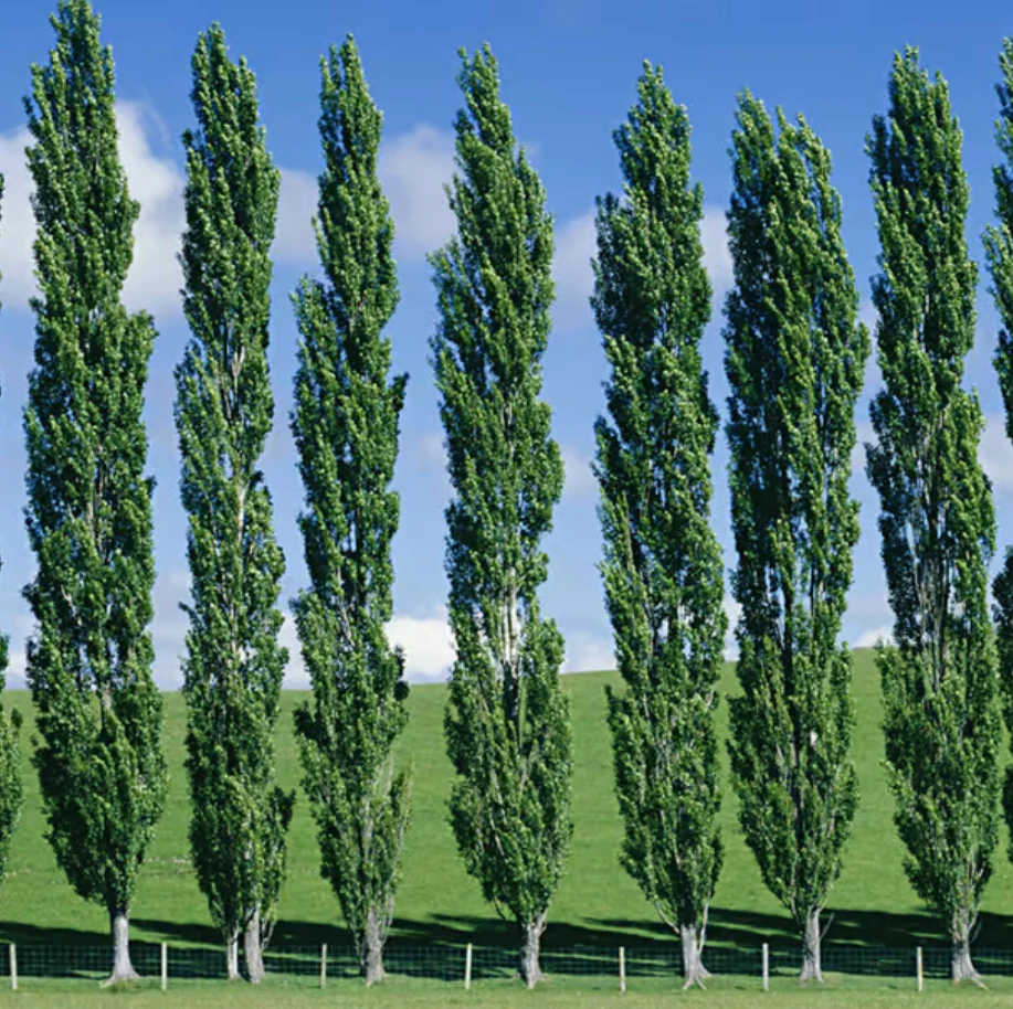 Populus - Kavak Ağacı