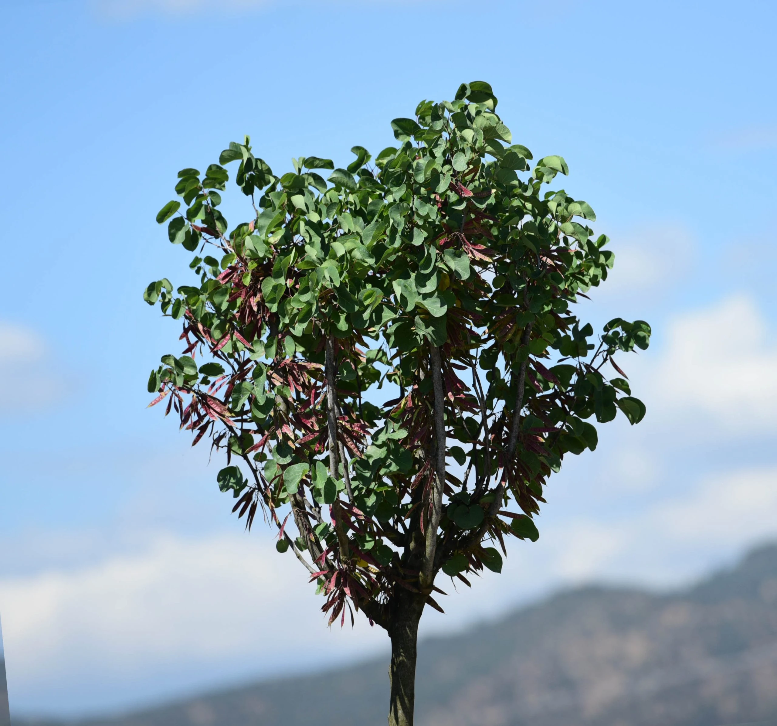 Cercis siliquastrum - Erguvan Ağacı