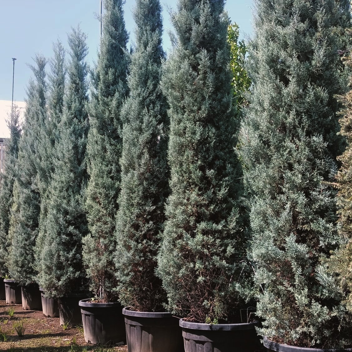 Cupressus arizonica- Mavi Servi