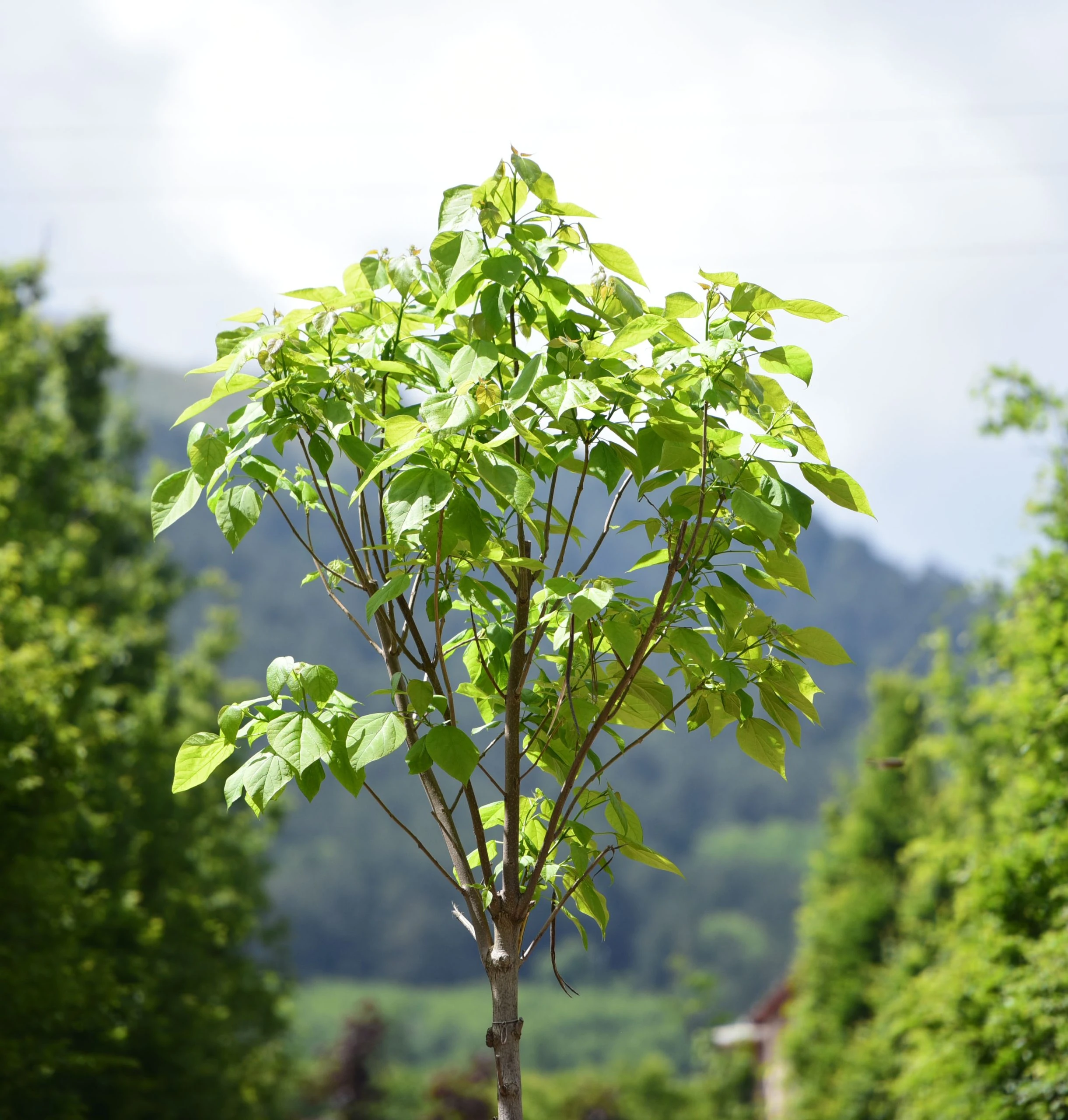 Catalpa bignonioides -Katalpa Ağacı