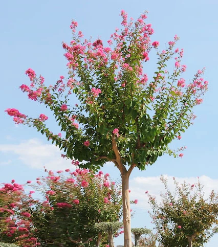  Lagerstromia indic -Oya Ağacı