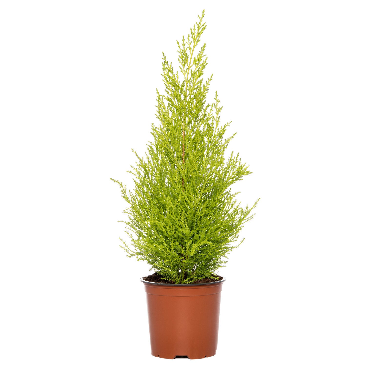 Cupressus macrocarpa -Limoni Servi