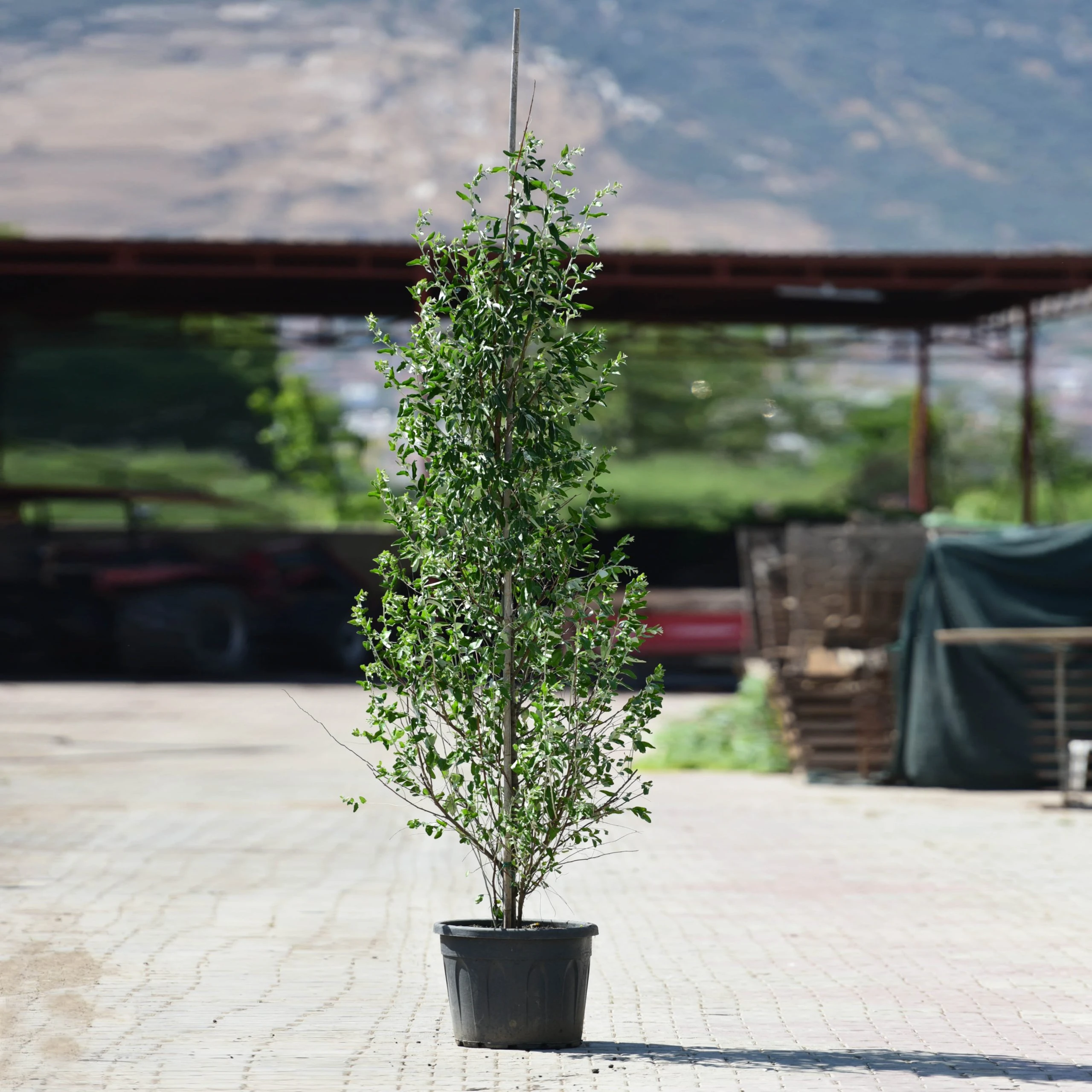 Elaeagnus angustifolia - Süs iğdesi