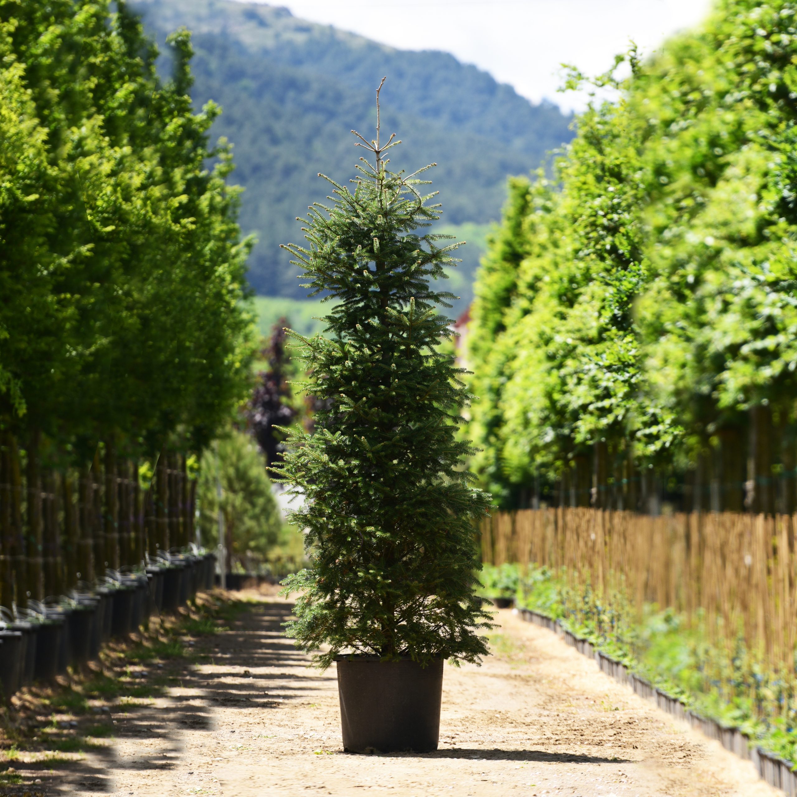 Abies-Göknar