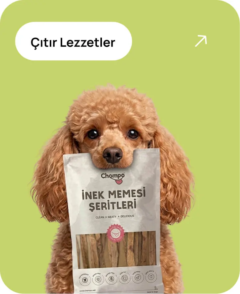 Çıtır Lezzetler