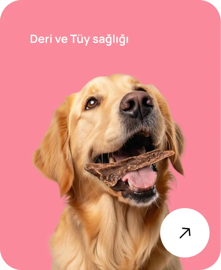 Deri ve Tüy Sağlığı