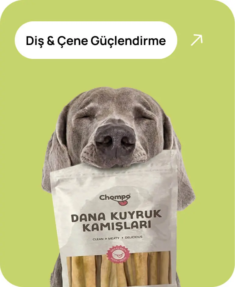 Diş ve Çene Güçlendirme