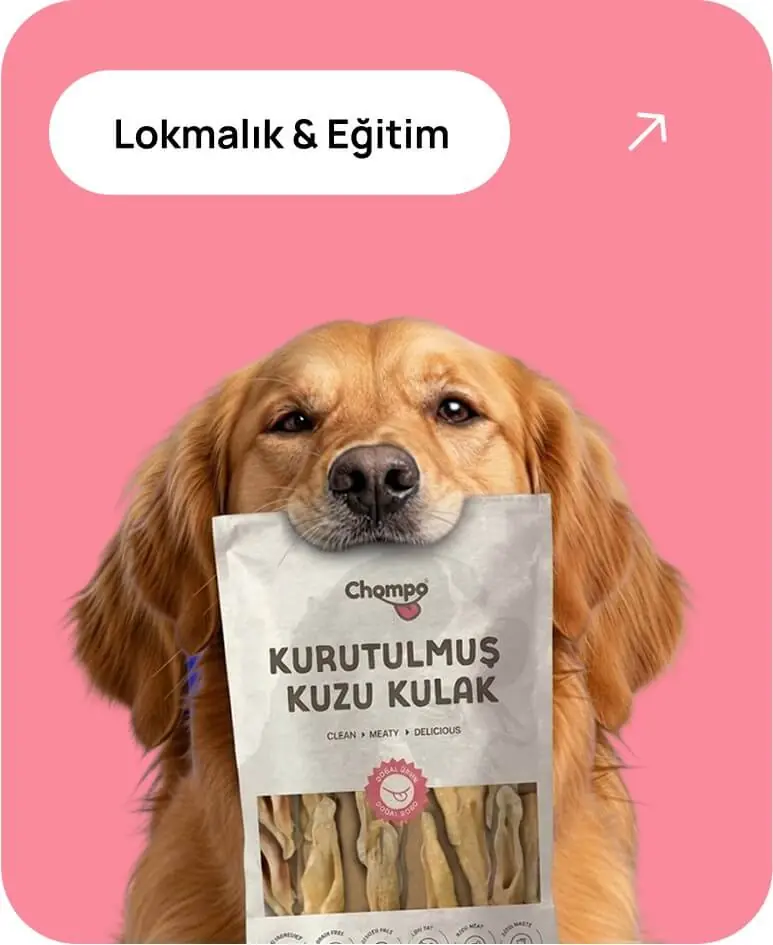 Lokmalık ve Eğitim