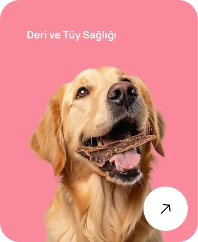 Deri ve Tüy Sağlığı