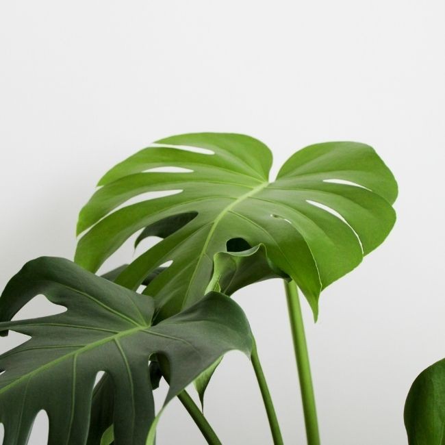 Aromaterapi Nedir?