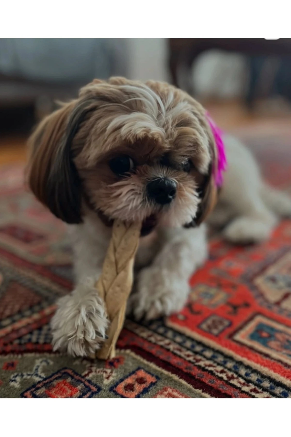 Örgü Dana Derisi 100g Çiğneme Kemikleri Köpek Ödül Maması