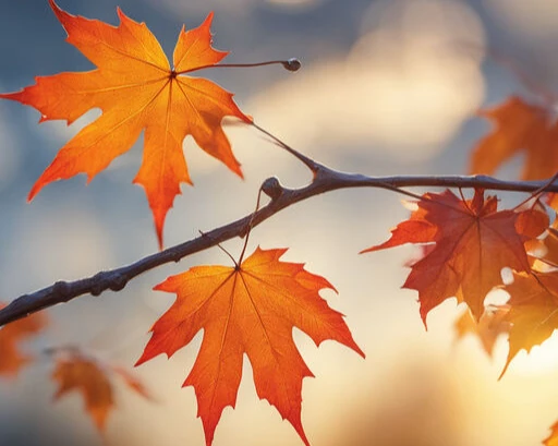 Renkli Baskılı Sayılarla Boyama Hobi Seti:  Sonbahar