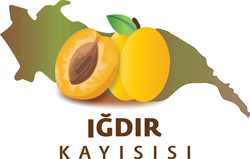 Iğdır Kayısısı / Gün Kurusu