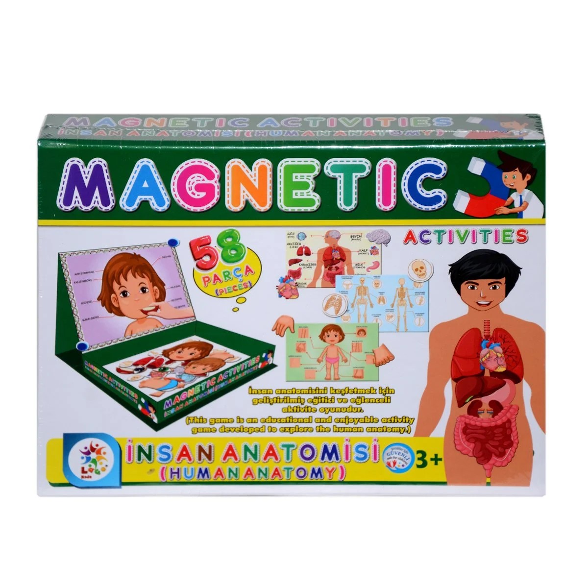 Manyetik Aktiviteler  İnsan Anatomisi+3 Yaş