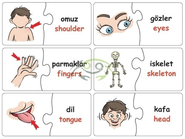 Edukido Eşleştir Vücudumuz