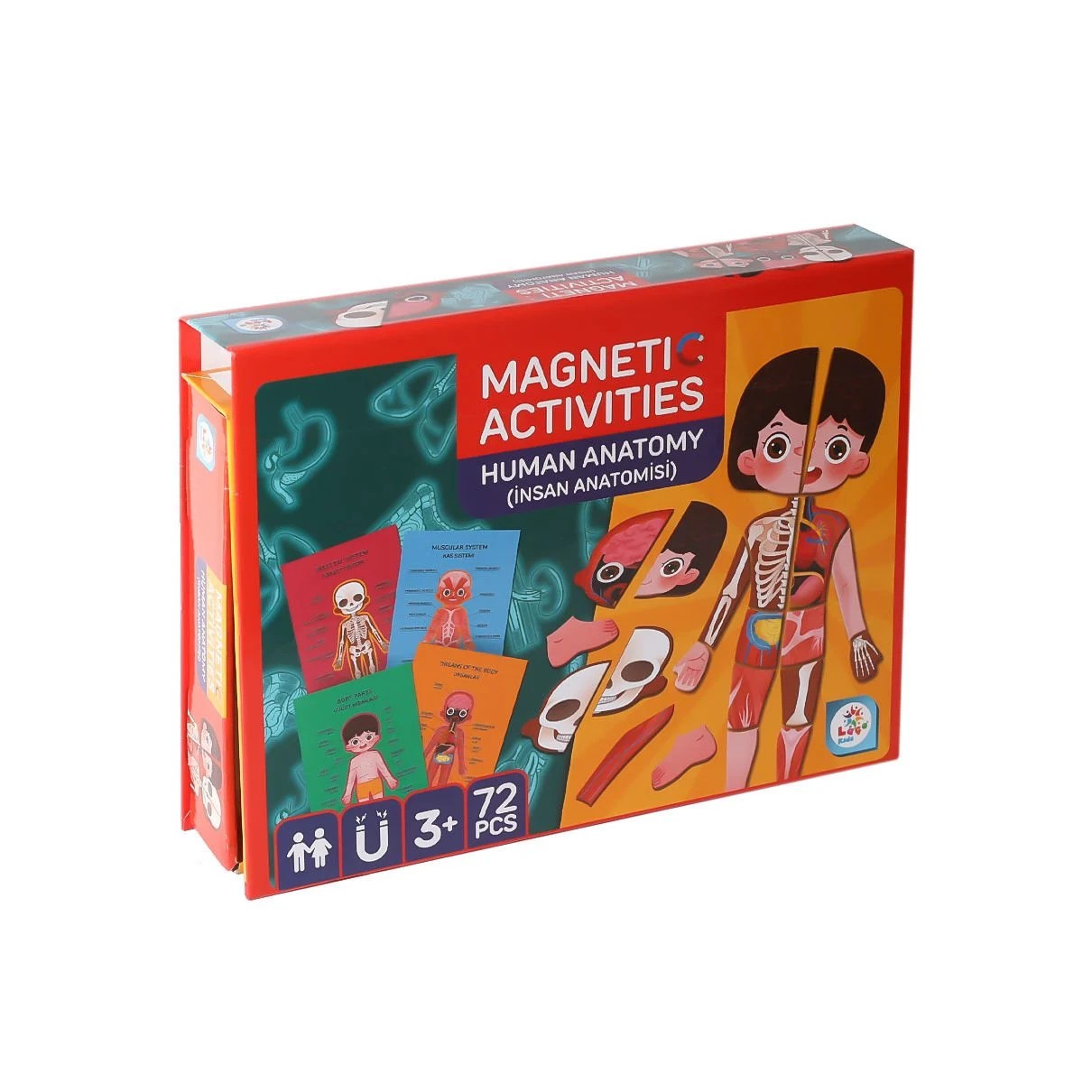 Manyetik Aktivite İnsan Anatomisi