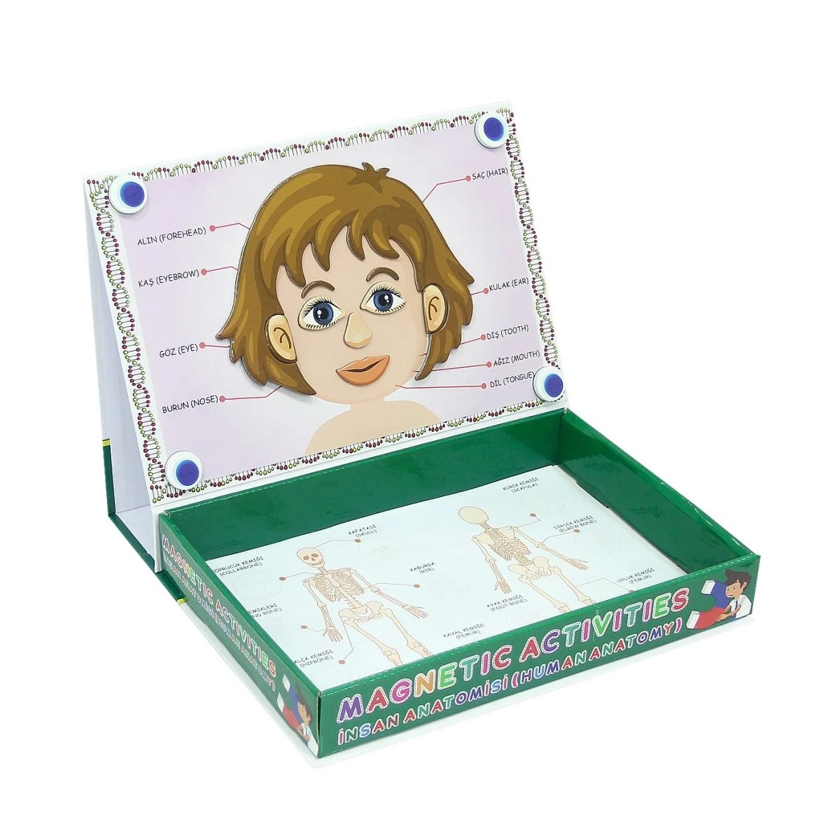 Manyetik Aktiviteler  İnsan Anatomisi+3 Yaş