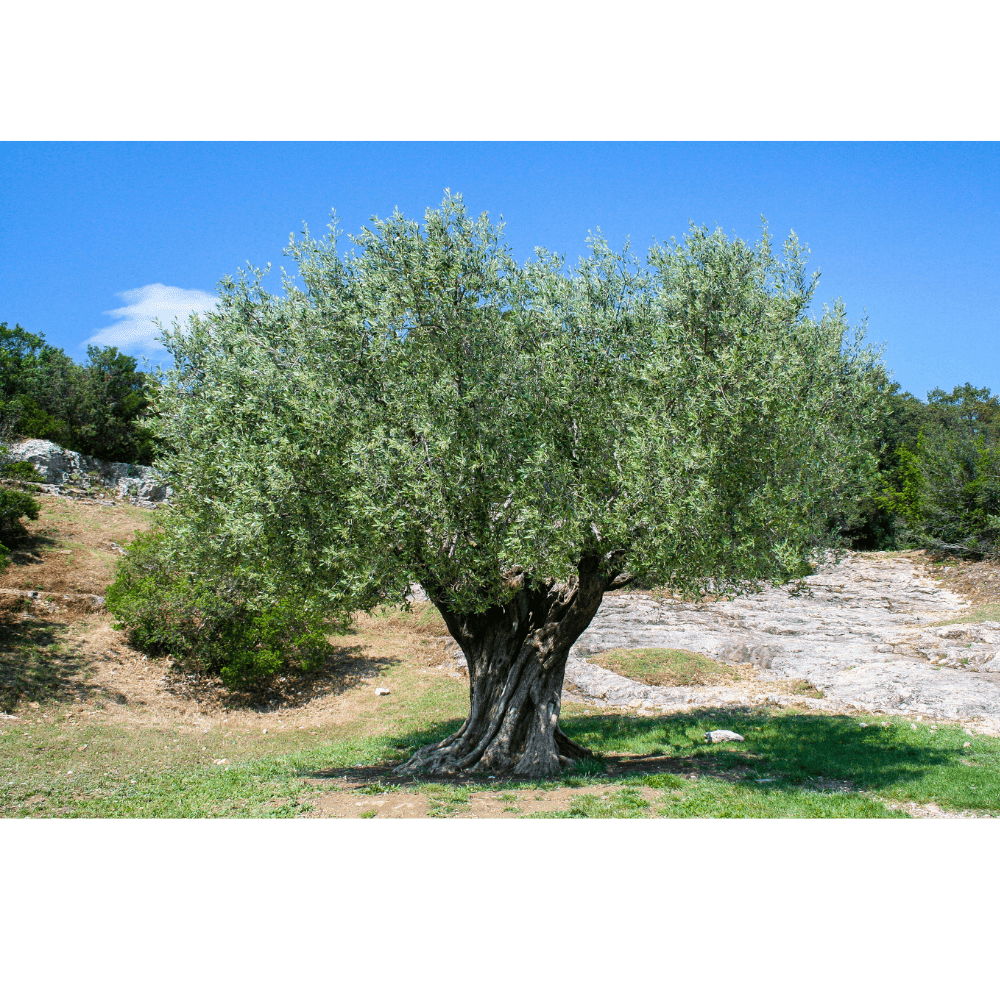 Zeytin ağacı fotoğrafı