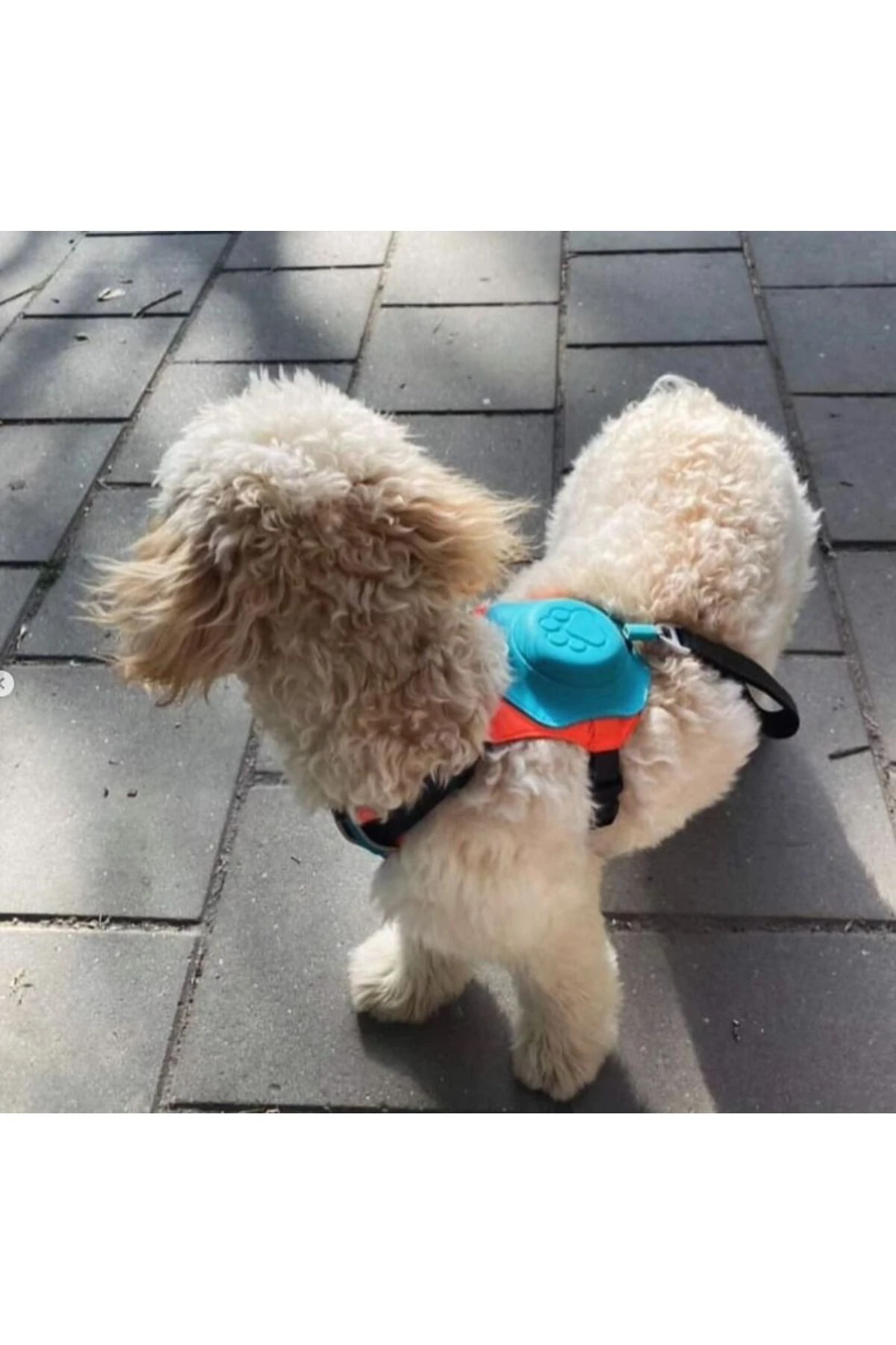 Köpek Tasması Gövdelik Ve Göğüslük Otomatik Toplama Rahat Ve Konforlu Yürüyüş Tasma