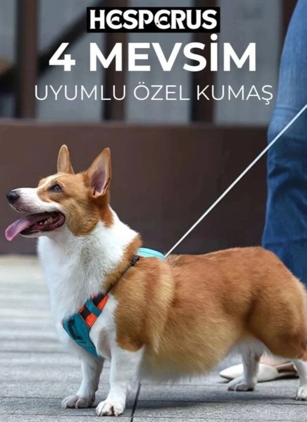 Köpek Göğüs Tasmalık