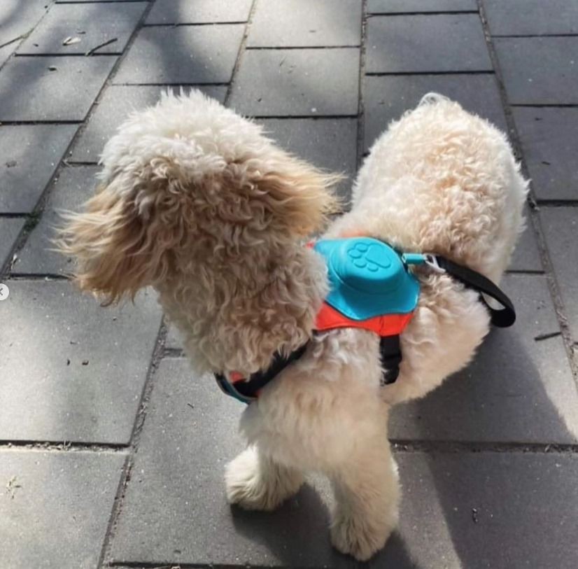 Köpek Göğüs Tasmalık