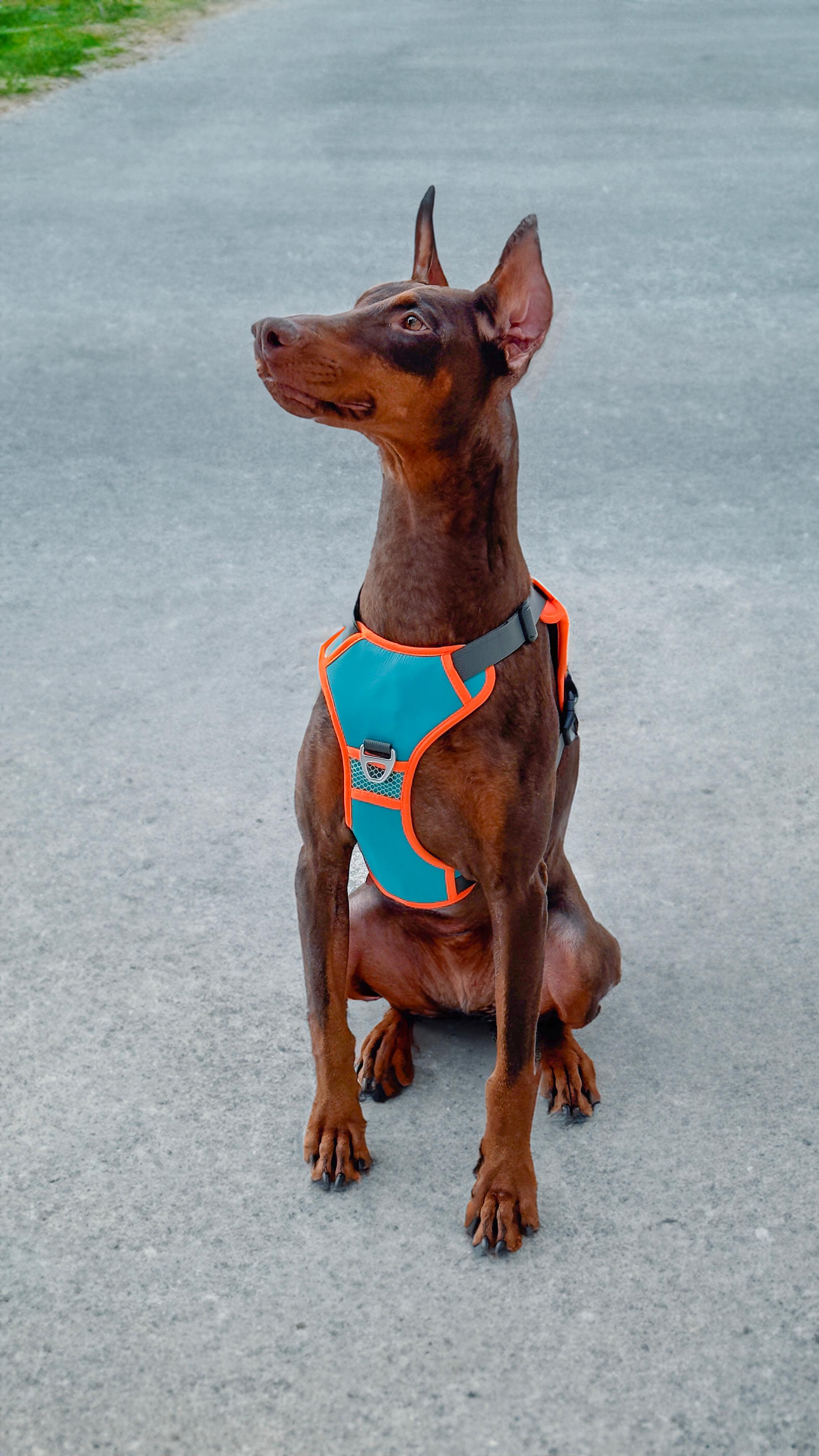 Köpek Tasması | Gövdelik ve Göğüslük Tasma | Otomatik Toplanan Tasma - Hesperus
