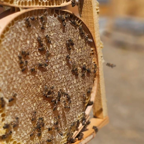 Doğal Karakovan Petek Bal