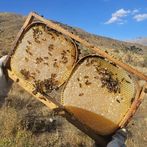 Doğal Karakovan Petek Bal