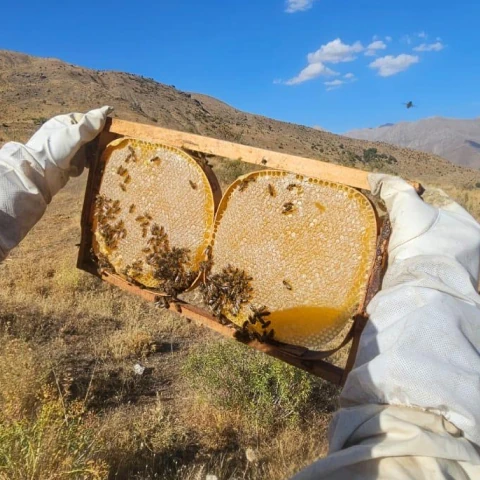 Doğal Karakovan Petek Bal