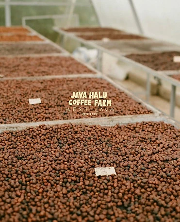 Indonesıa NR Kartini