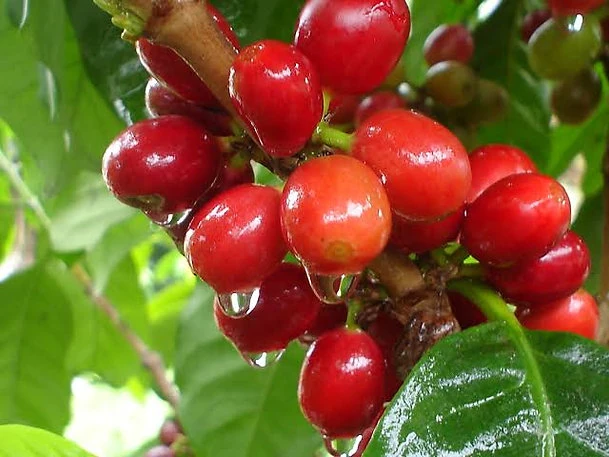 Colombia Norte De Santander