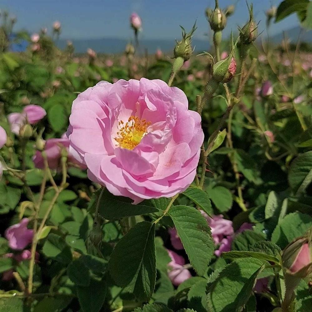 Tıbbi Gül Yağı