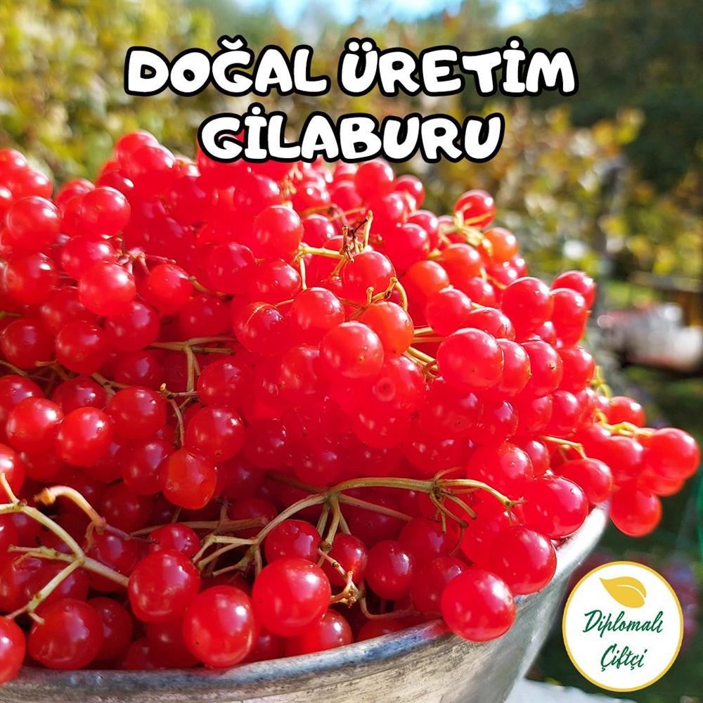 Gilaburu Meyvesi (7.5 Kg)