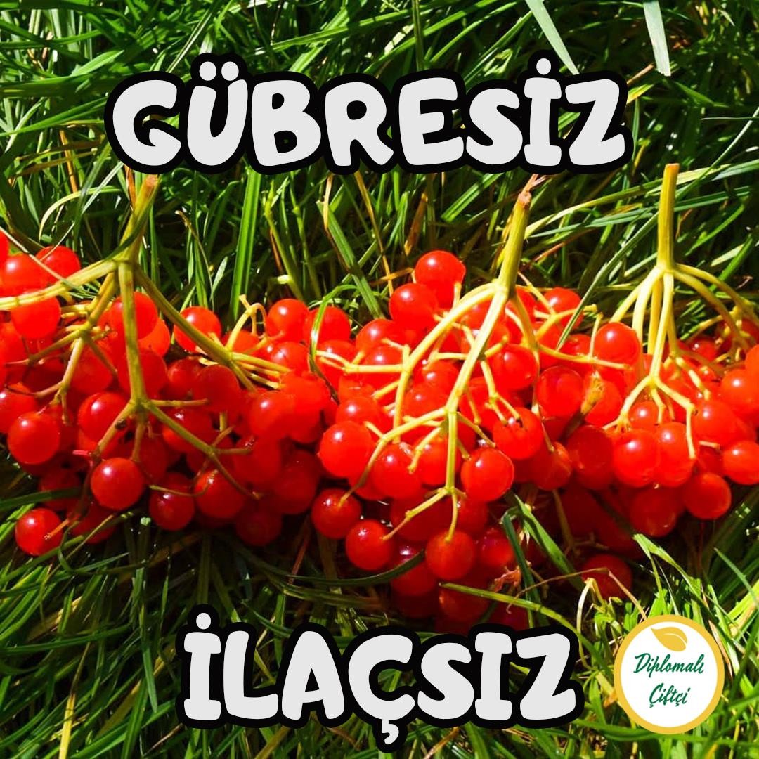 Gilaburu Meyvesi (5kg)