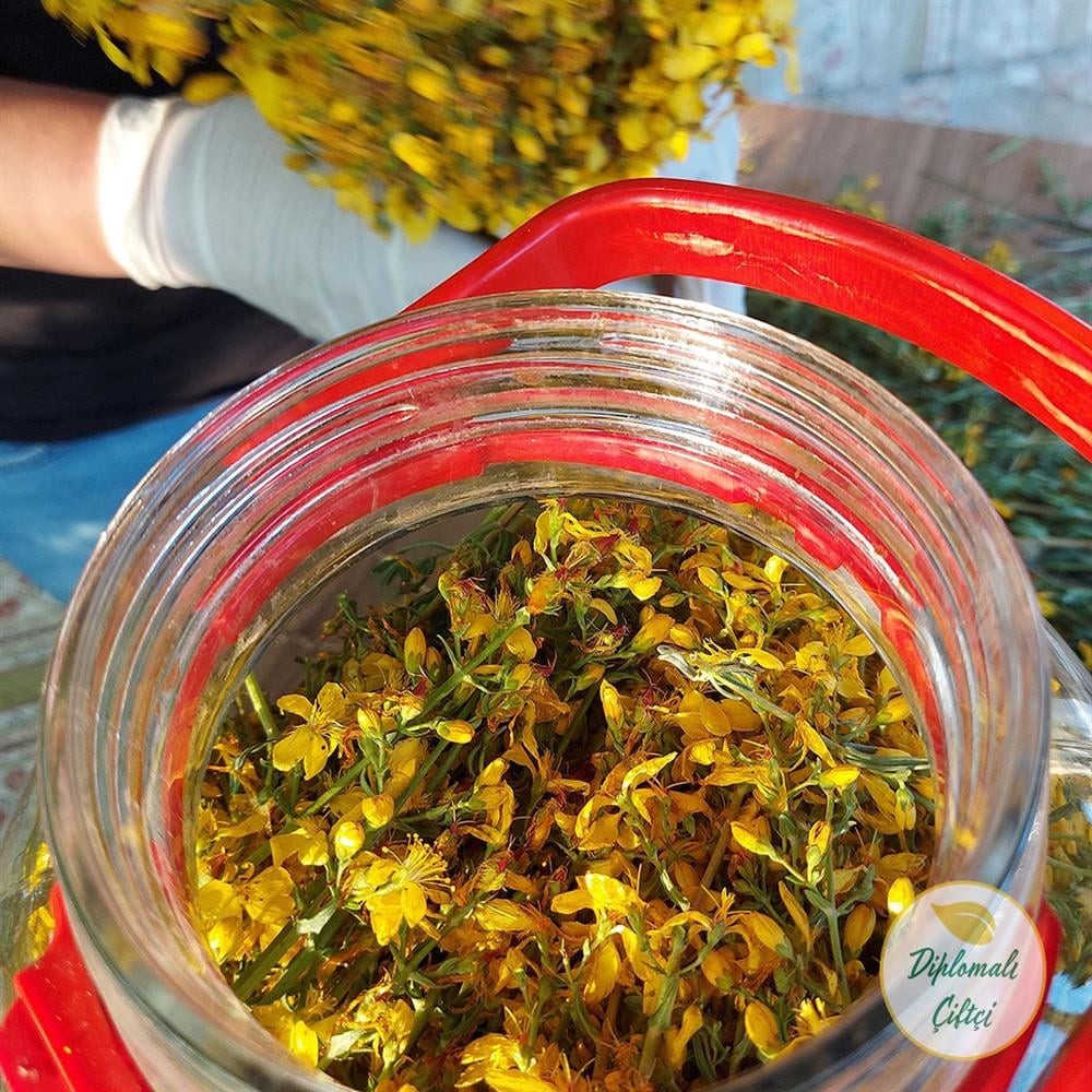 Sarı Kantaron Yağı (Zeytinyağlı)