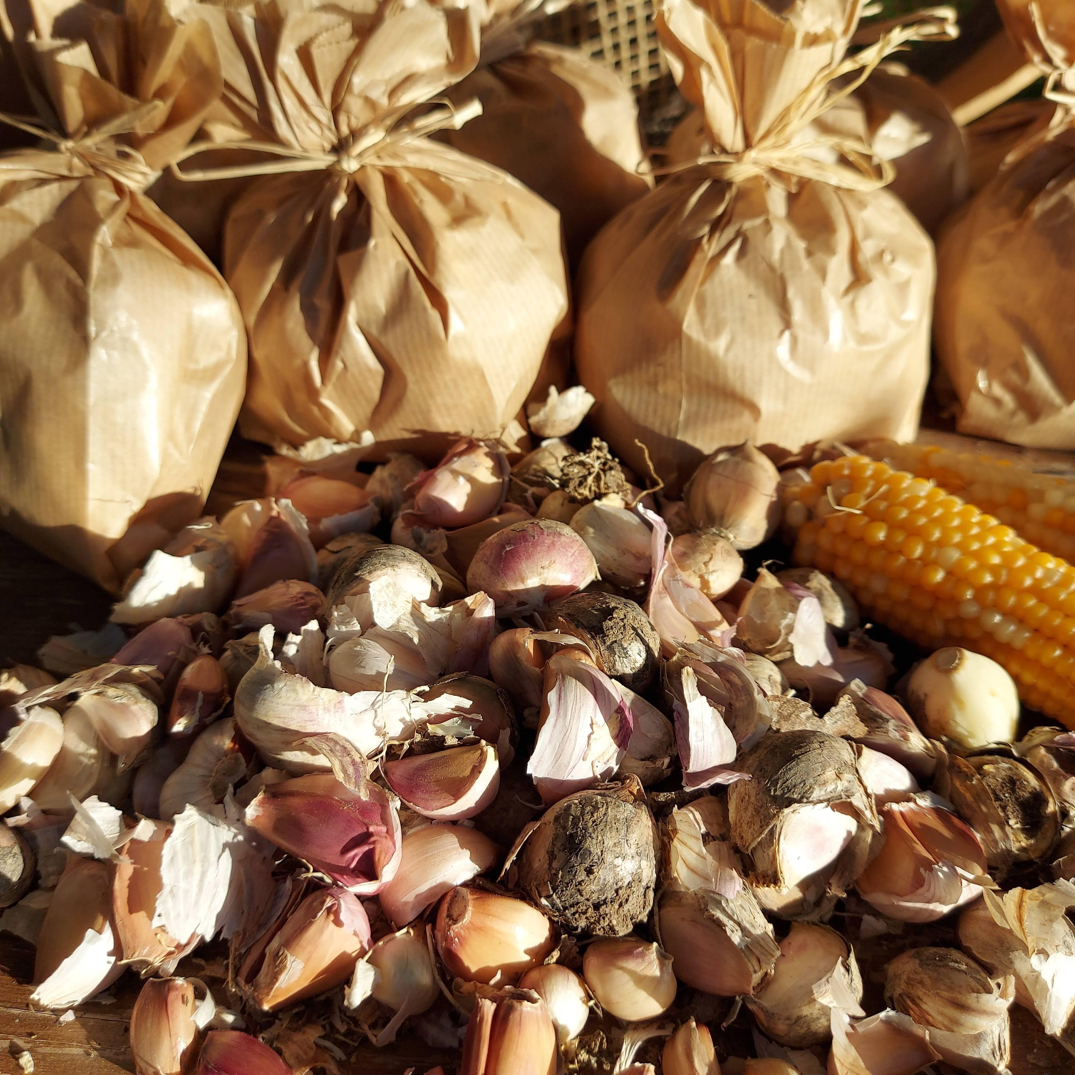 Atalık Sarımsak Tohumu 500 Gr
