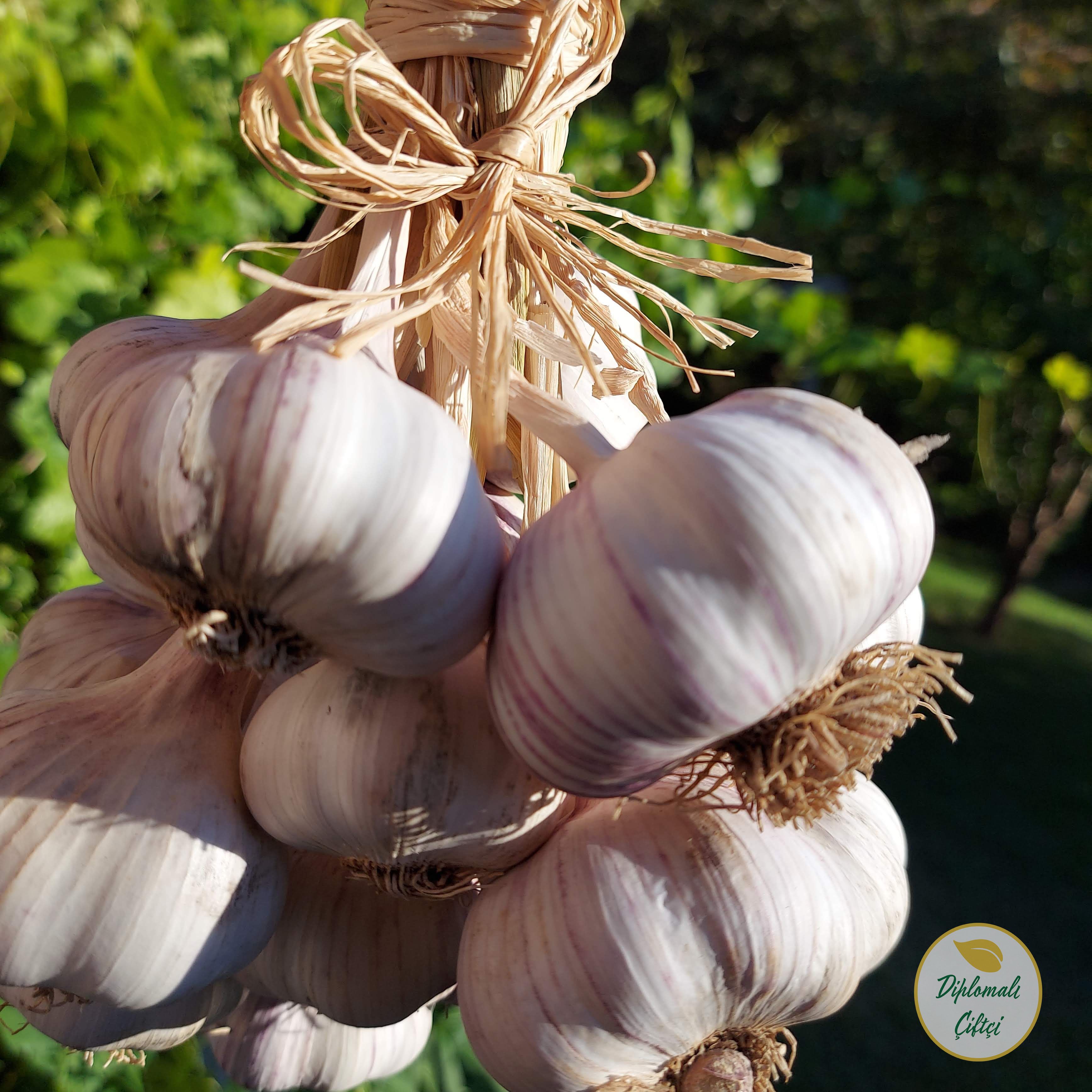 Sarımsak (1 Kg) - Ata Tohum Mor Hareli Sarımsak