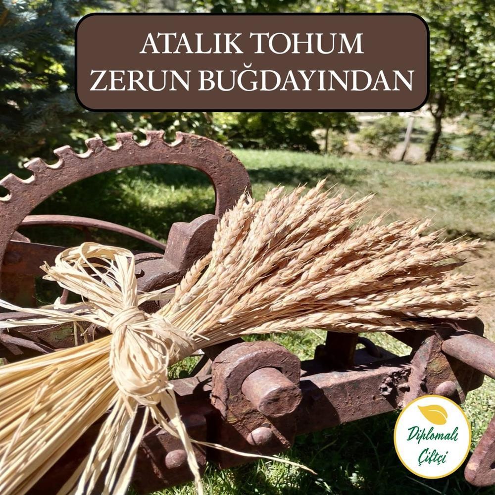 Ata Tohumu Zerun Buğday Beyaz Un