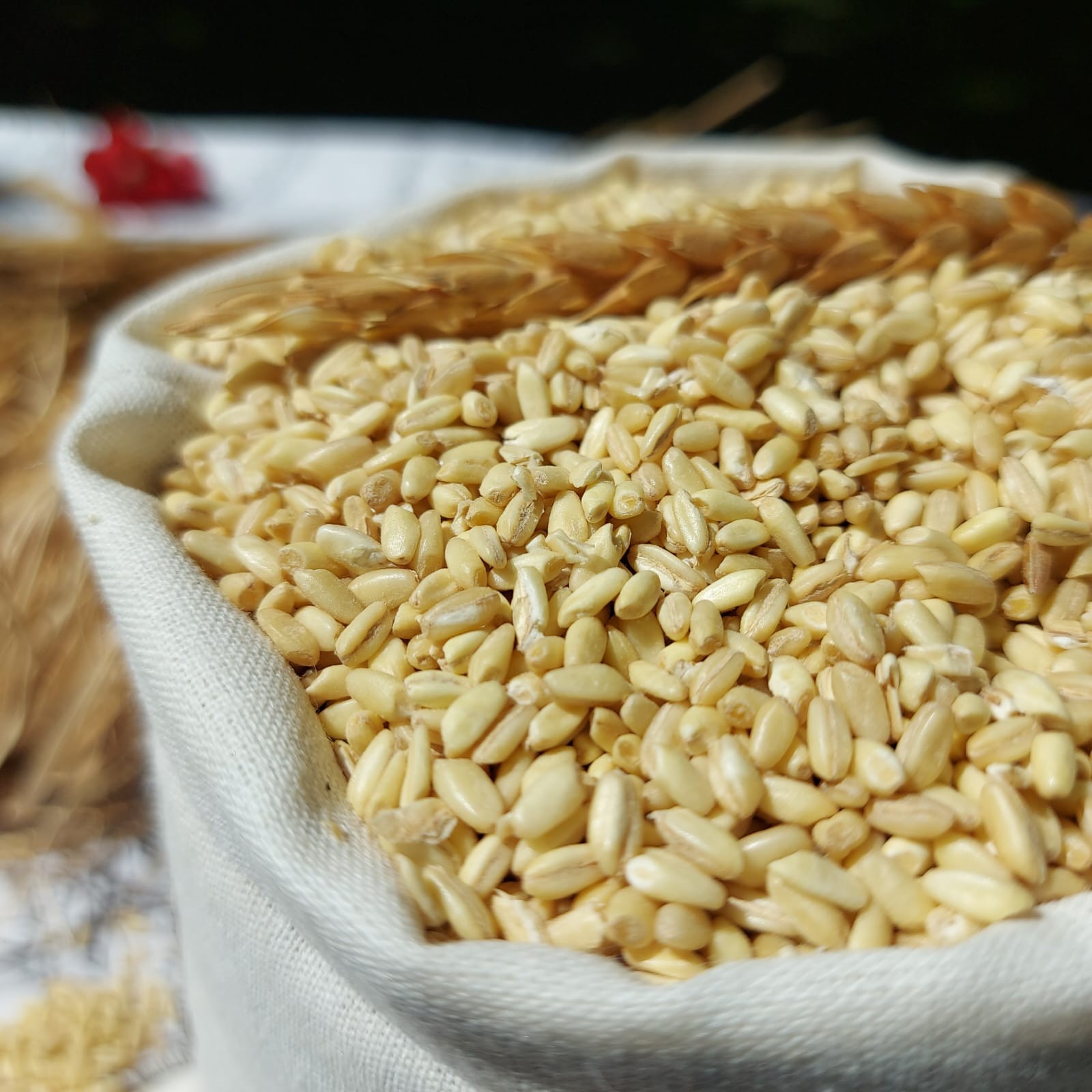 Ata tohum Zerun Dövme, Yarma, Aşurelik Buğday (2 Kg)