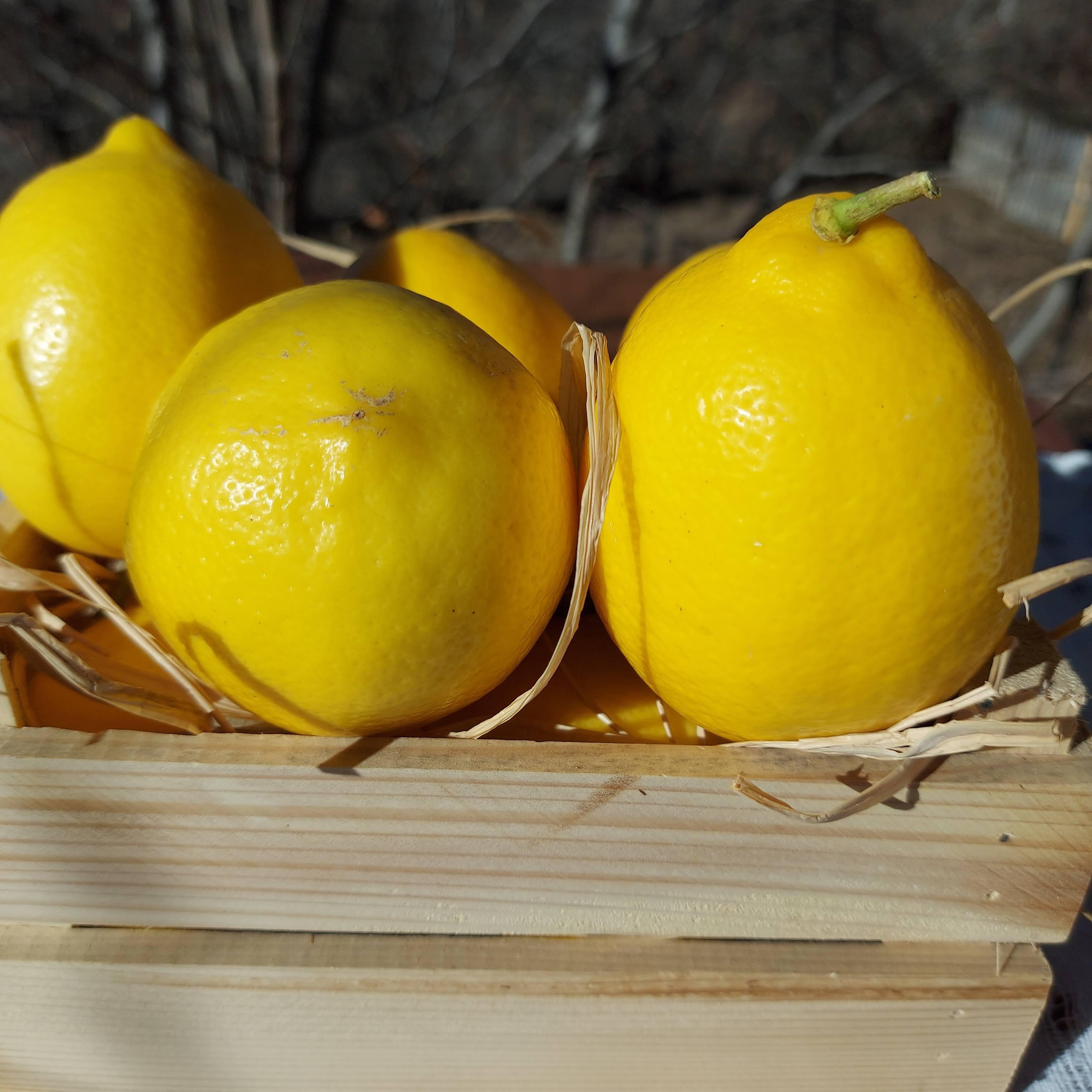 Bal / Sarımsak / Limon Kürü