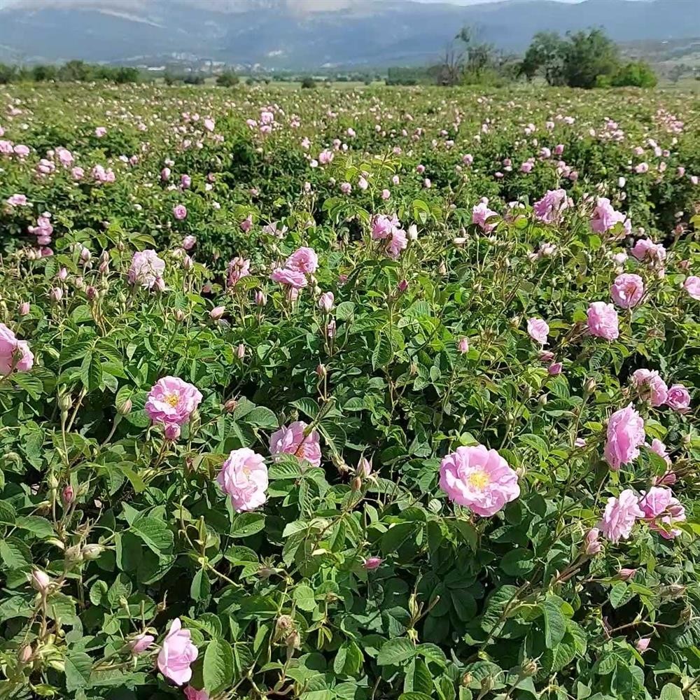 Tıbbi Gül Yağı