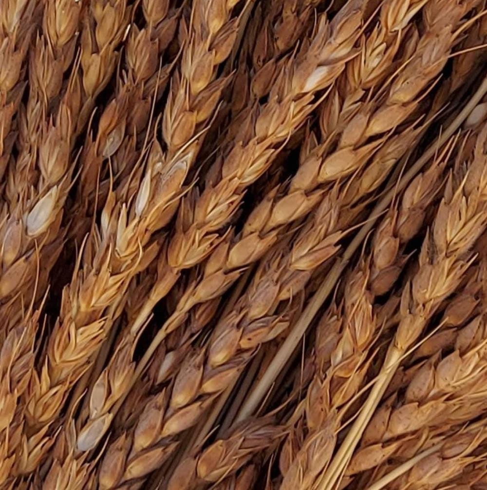 Tohumluk Zerun Buğdayı 2 Kg