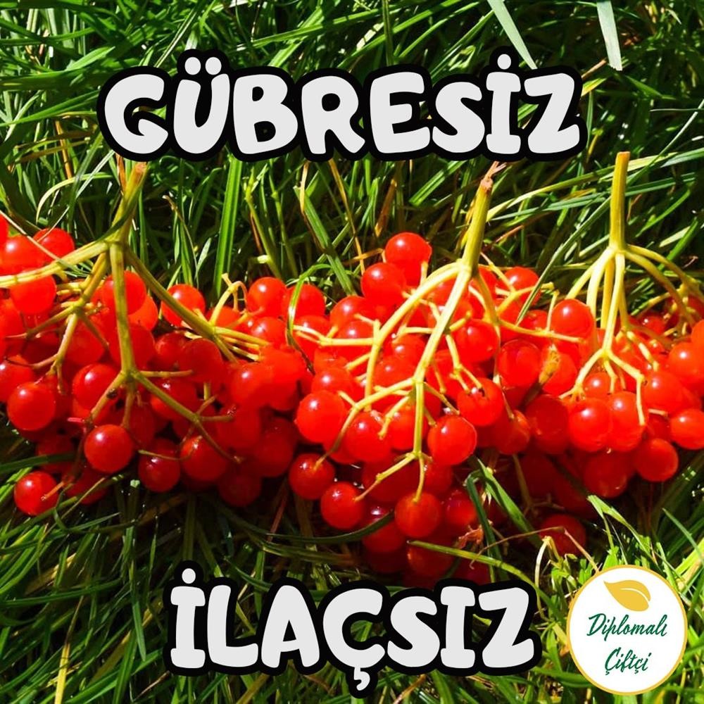 Gilaburu Meyvesi (2.5 Kg)