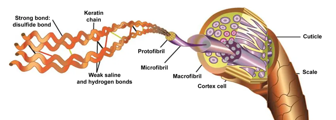 keratin, keratin proteini, saç keratin protein, keratin bakım, keratin nedir, keratin ne işe yarar, keratin protein, en iyi keratin, saf keratin, onarıcı keratin, yanmış saç, yıpranmış saç, kırık saç, yanan saç, keratin seti, keratin protein nedir, keratin protein nasıl kullanılır, keratin protein tozu, keratin protein faydaları, keratin protein zararları, keratin protein fiyatı,