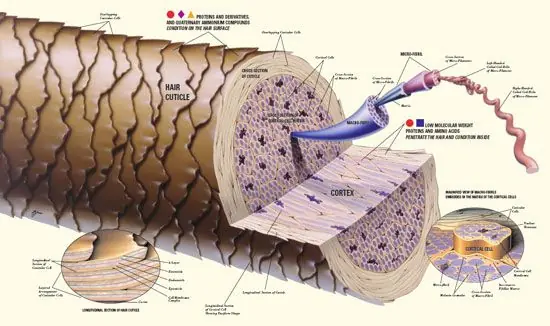 keratin, keratin proteini, saç keratin protein, protein keratin, keratin bakım, keratin nedir, keratin ne işe yarar, keratin protein nerde bulunur, en iyi keratin, saf keratin, sıvı keratin, onarıcı keratin, yanmış saç, yıpranmış saç, kırık saç, yanan saç, keratin seti, keratin protein nedir, keratin protein nasıl kullanılır, keratin protein tozu, keratin protein faydaları, keratin protein zararları, keratin protein fiyatı,