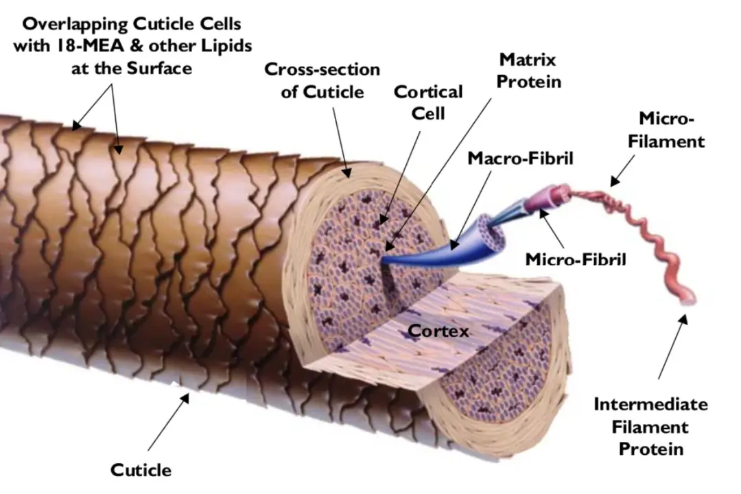 keratin, keratin proteini, saç keratin protein, protein keratin, keratin bakım, keratin nedir, keratin ne işe yarar, keratin protein nerde bulunur, en iyi keratin, saf keratin, sıvı keratin, onarıcı keratin, yanmış saç, yıpranmış saç, kırık saç, yanan saç, keratin seti, keratin protein nedir, keratin protein nasıl kullanılır, keratin protein tozu, keratin protein faydaları, keratin protein zararları, keratin protein fiyatı,
