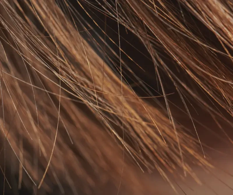 keratin, keratin nedir, keratin bakım, kırık saç, kırılmış saç, kırık saça çözüm, kırık saça ne yapılır, kırık saça tedavi, kırık saça bakım, kırık saça keratin, kırık saça keratin bakımı, yanmış saç, yanan saç, yanan saç nedir, yanan saça bakım, yanmış saça bakım, yıpranan saç, yıpranmış saça bakım, evde yanan saça bakım, yanan saç bakımı, yanan saç düzelir mi, açıcıdan yanmış saç, oryalden yanmış saç, fönden yanmış saç, ısıdan yanmış saç, düzleştiriciden yanmış saç, ombreden yanmış saç, yanan saç görüntüsü, yıpranmış saça ne yapılır, yanan saça mucize, en iyi yanan saça bakım, yanan saça tedavi, yanan saça ne yapılmalı, yanan saça çözüm,